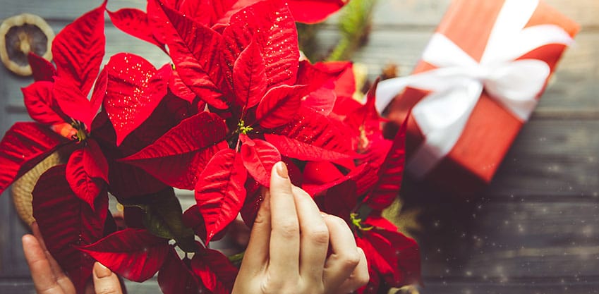 Come Salvare La Stella Di Natale.Rosso Natale Suggerimenti Per Decorazioni E Cocktail