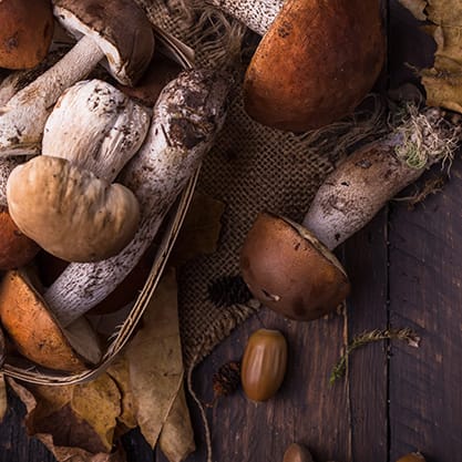 Funghi porcini 