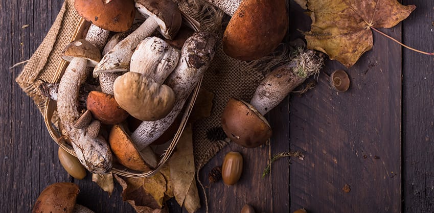 Scopri le ricette coi funghi porcini! Funghi porcini
