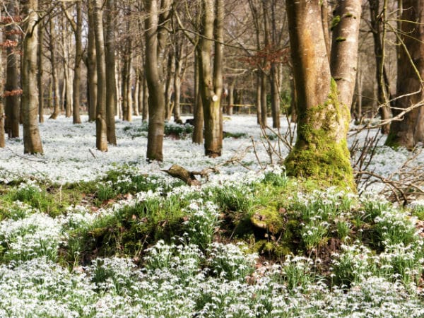 La tradizione di San Valentino in Ungheria è raccogliere fiori bucaneve nei boschi